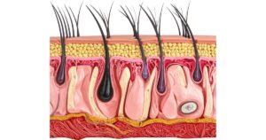 ciclo de crecimiento del cabello